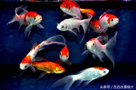 魚打架|觀賞魚打架怎麼辦？